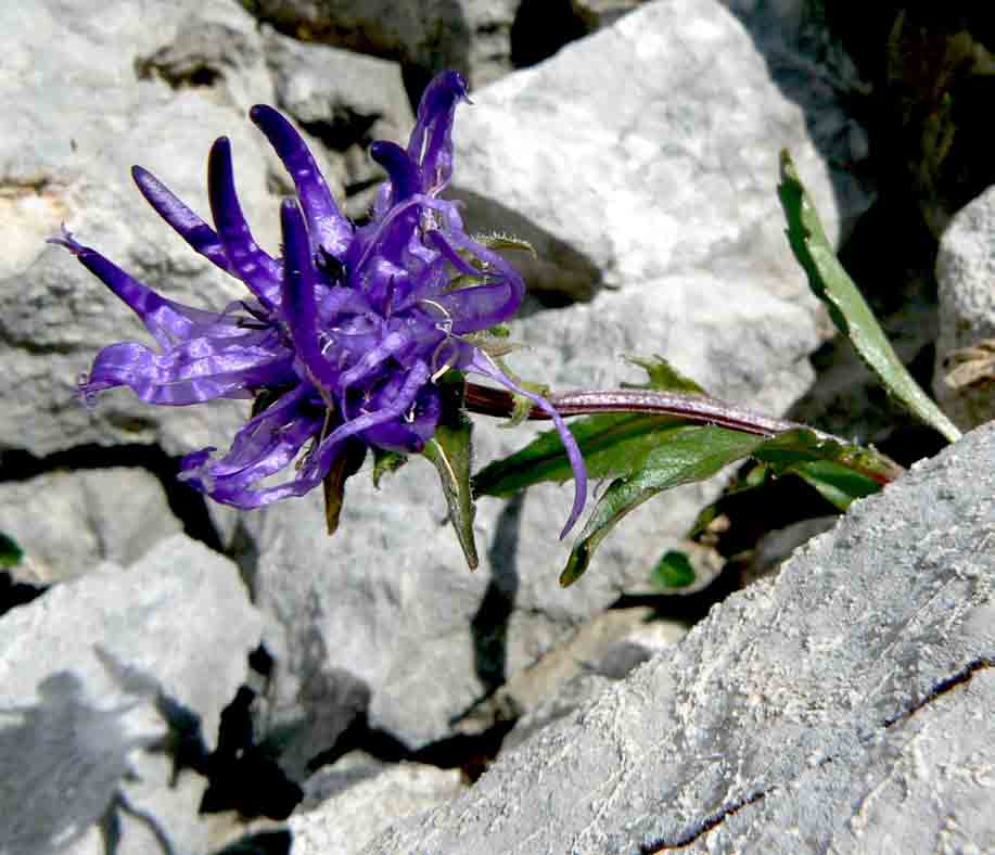 Phyteuma sieberi / Raponzolo di Sieber